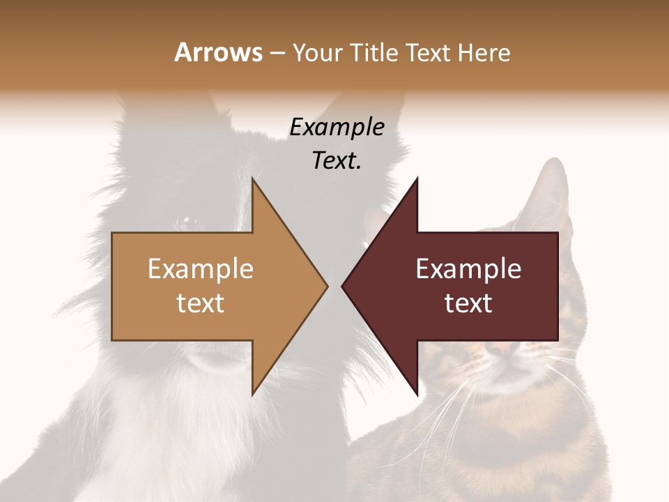 Cat White Front View PowerPoint Template