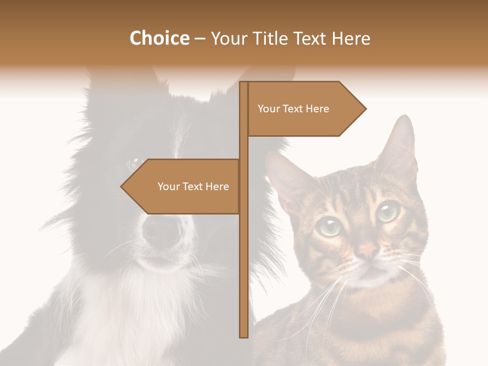 Cat White Front View PowerPoint Template