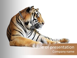 Color Siberian Wildlife PowerPoint Template