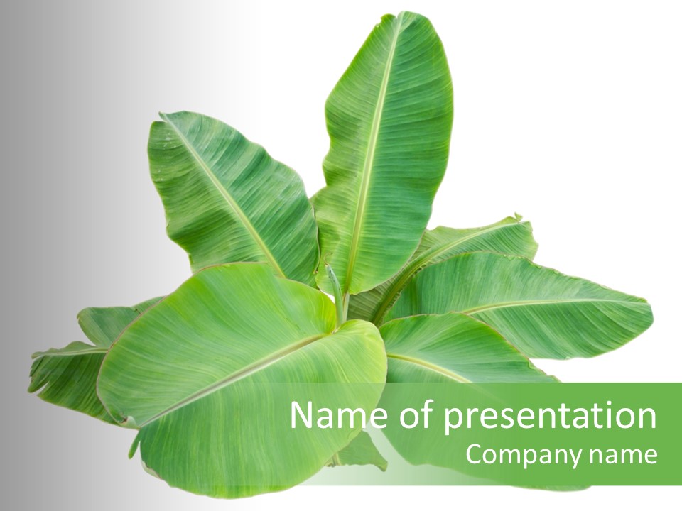 Leafy Sprout Life PowerPoint Template