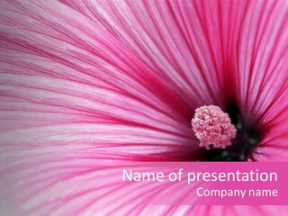 Regal Mallow Flower Nature PowerPoint Template