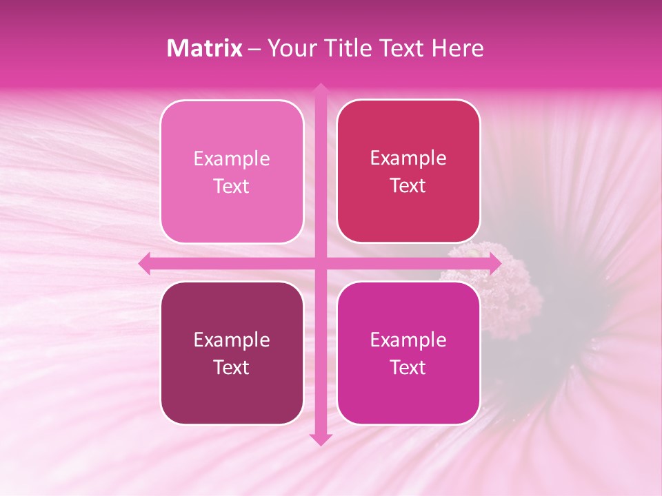 Regal Mallow Flower Nature PowerPoint Template