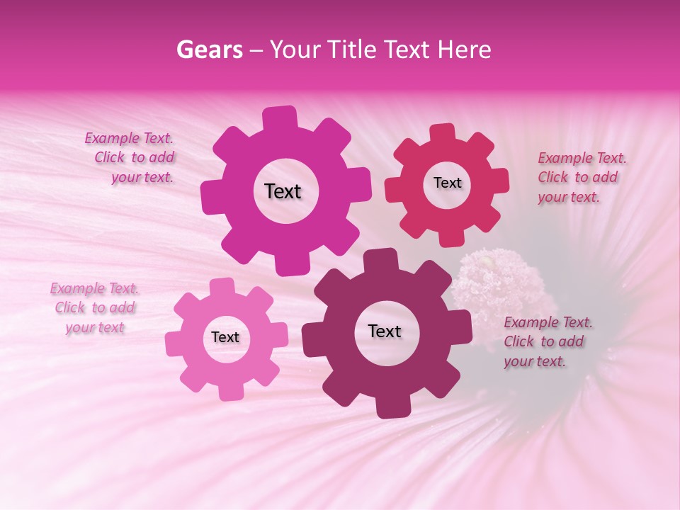 Regal Mallow Flower Nature PowerPoint Template