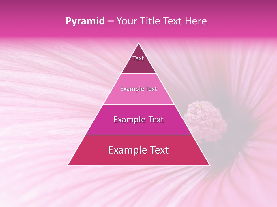 Regal Mallow Flower Nature PowerPoint Template