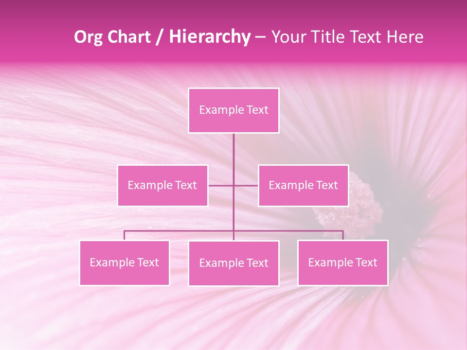 Regal Mallow Flower Nature PowerPoint Template