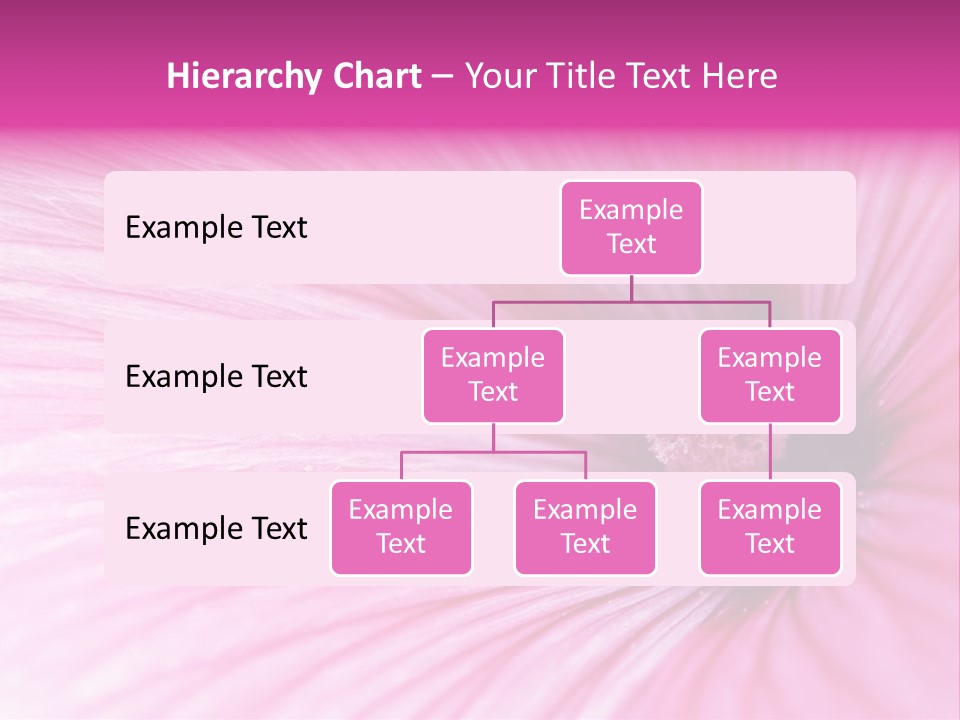 Regal Mallow Flower Nature PowerPoint Template