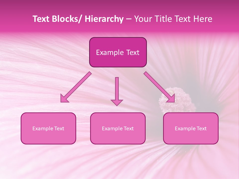 Regal Mallow Flower Nature PowerPoint Template
