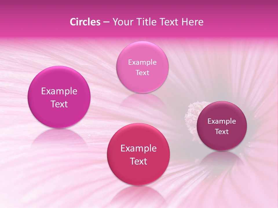 Regal Mallow Flower Nature PowerPoint Template