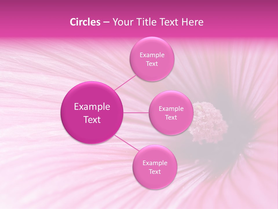 Regal Mallow Flower Nature PowerPoint Template