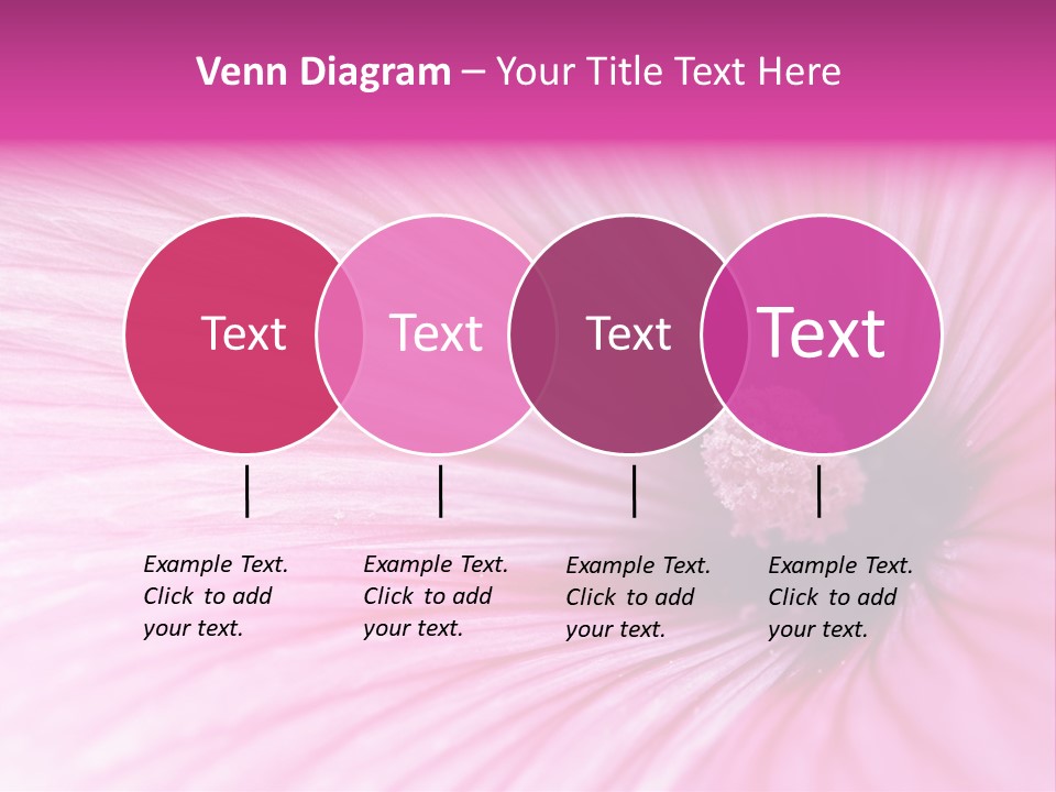 Regal Mallow Flower Nature PowerPoint Template
