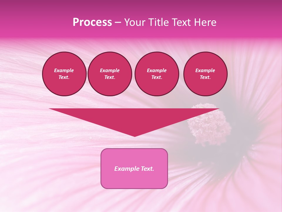 Regal Mallow Flower Nature PowerPoint Template