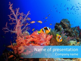 Marine Red Ocean PowerPoint Template