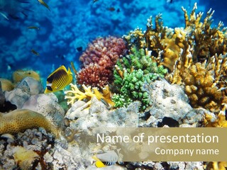 Sharm Reef Atoll PowerPoint Template
