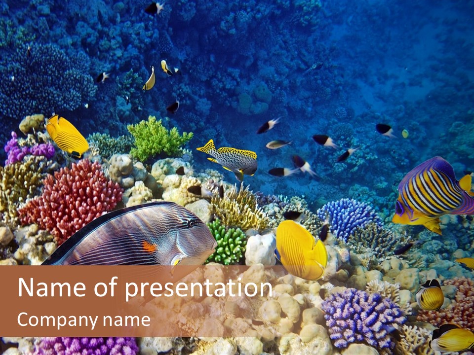Polynesia Maldives Coral PowerPoint Template