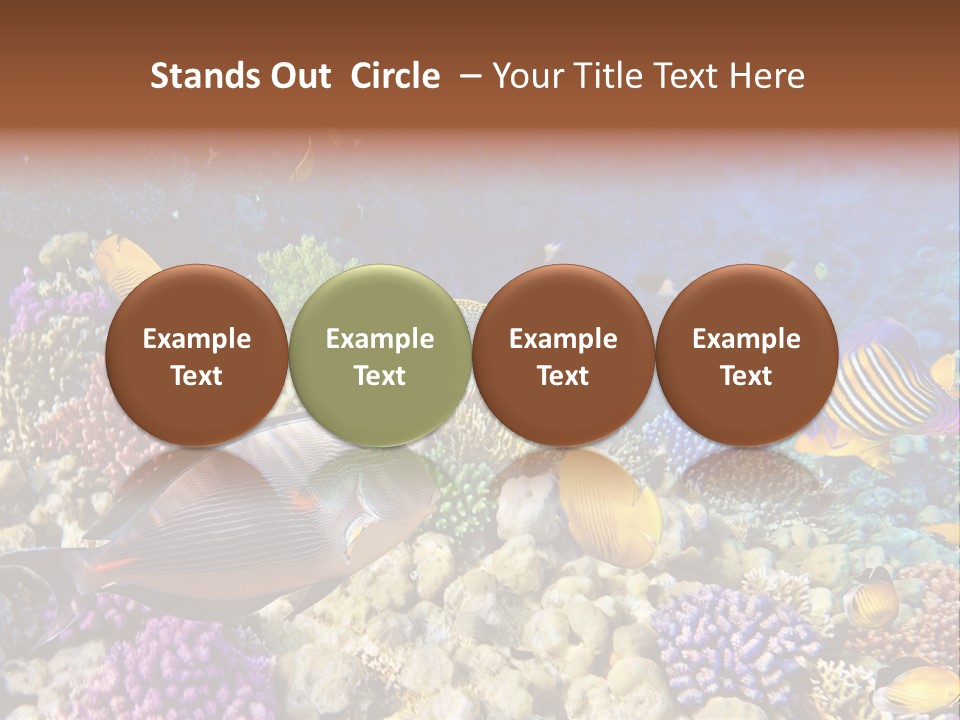 Polynesia Maldives Coral PowerPoint Template