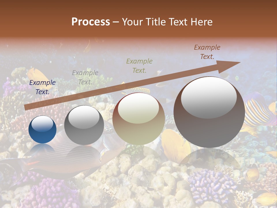 Polynesia Maldives Coral PowerPoint Template