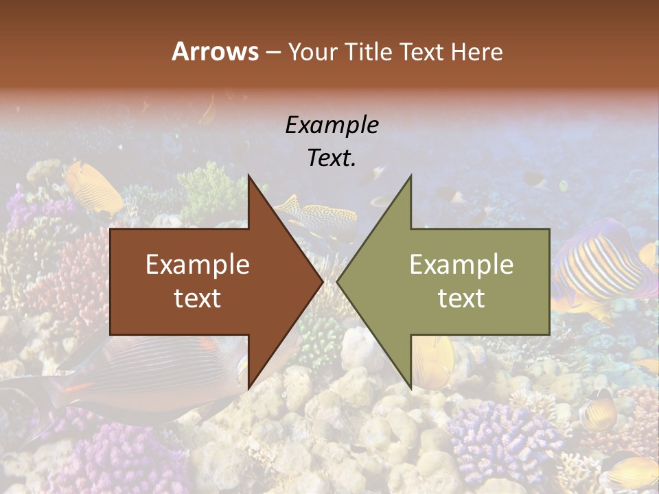 Polynesia Maldives Coral PowerPoint Template