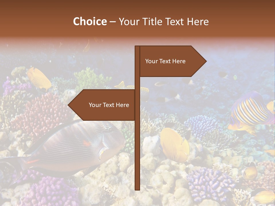 Polynesia Maldives Coral PowerPoint Template