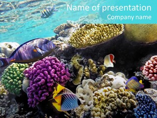 Aquarium Underwater Sea PowerPoint Template