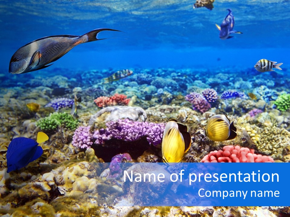 Atoll Undersea Diving PowerPoint Template