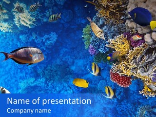 Diving Tahiti Live PowerPoint Template