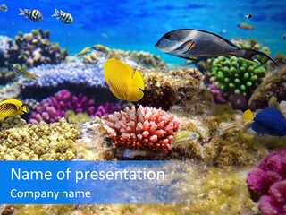 Wild Polynesia Red PowerPoint Template
