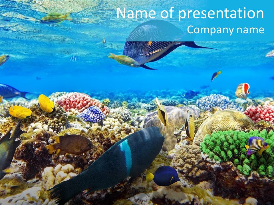 Sharm Live Close Up PowerPoint Template