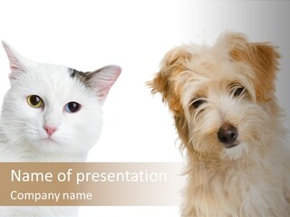 Feline Together Group PowerPoint Template