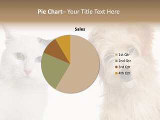 Feline Together Group PowerPoint Template