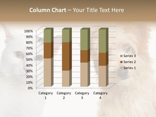 Feline Together Group PowerPoint Template