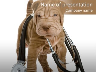 Mammal Puppy White PowerPoint Template