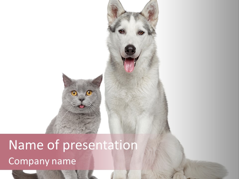 Cat Pair Posing PowerPoint Template