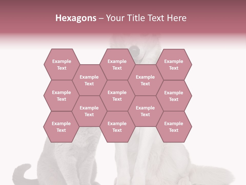 Cat Pair Posing PowerPoint Template