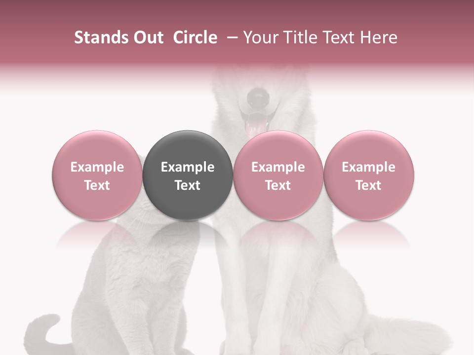 Cat Pair Posing PowerPoint Template