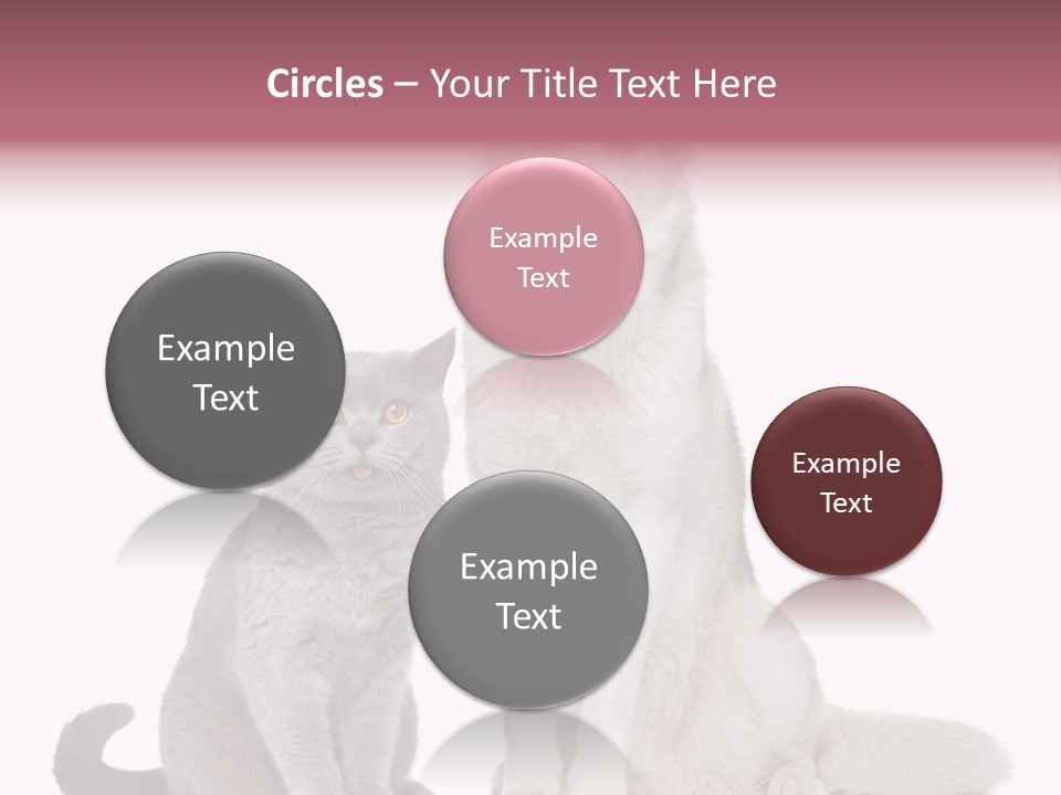 Cat Pair Posing PowerPoint Template