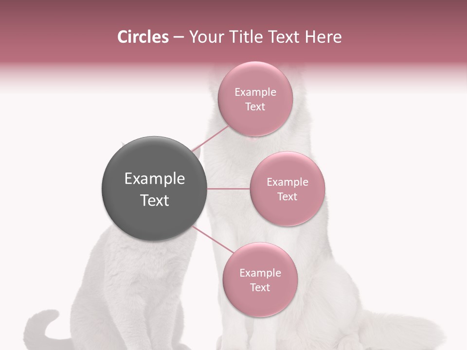 Cat Pair Posing PowerPoint Template