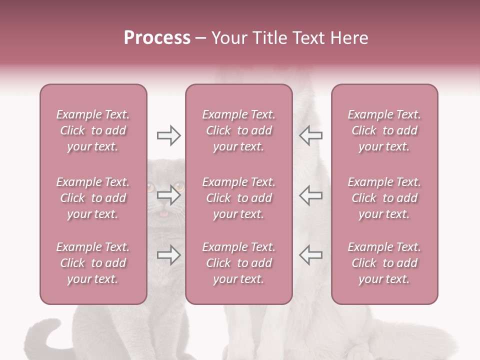 Cat Pair Posing PowerPoint Template