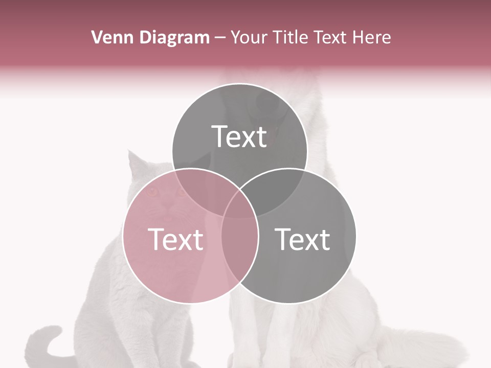 Cat Pair Posing PowerPoint Template