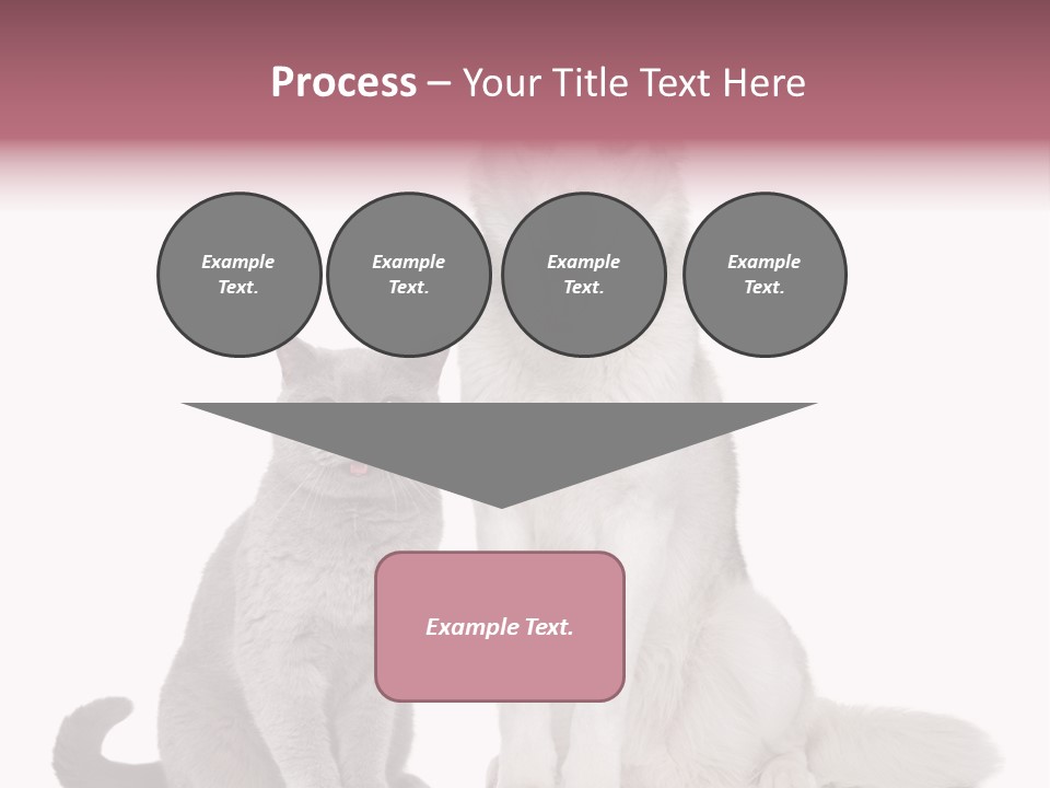 Cat Pair Posing PowerPoint Template