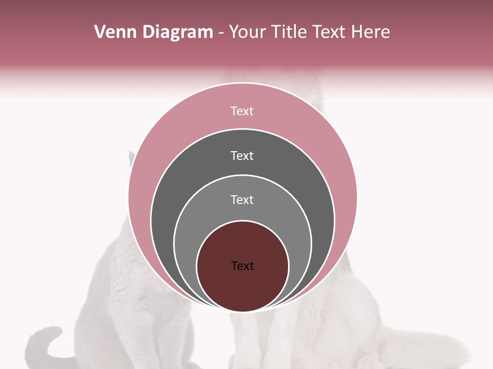 Cat Pair Posing PowerPoint Template