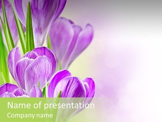 Feminine Plant Floral PowerPoint Template