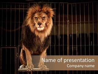 Lion Big Dangerous PowerPoint Template