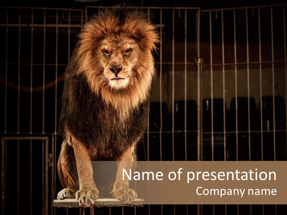 Lion Big Dangerous PowerPoint Template