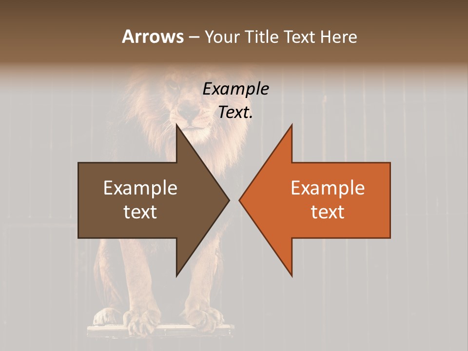 Lion Big Dangerous PowerPoint Template