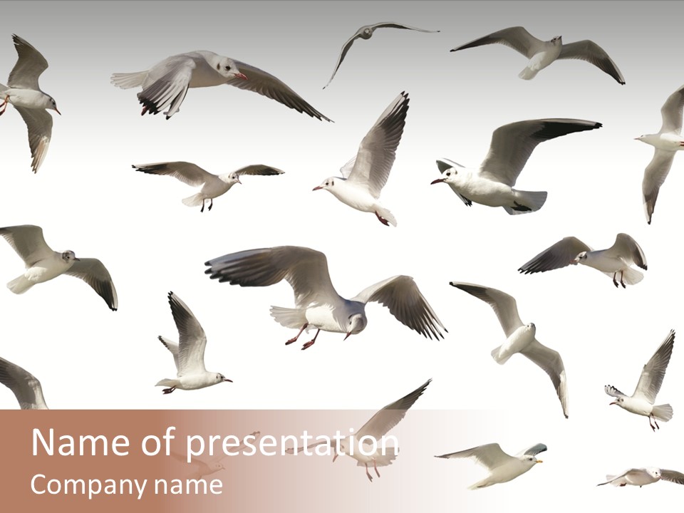 Motion Closeup Wingspread PowerPoint Template