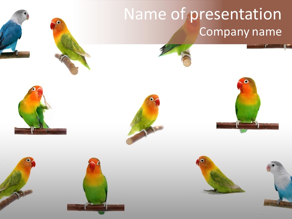 Sympathy Loud Branch PowerPoint Template