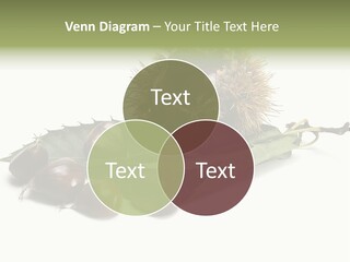 Autumn Brown Organic PowerPoint Template