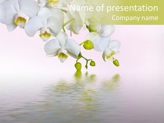 Exotic Fragile Clean PowerPoint Template