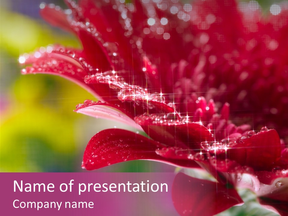 Pink Botanical Fre H PowerPoint Template
