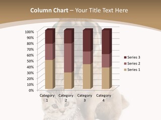 Feline Companion Cat PowerPoint Template